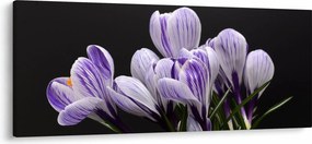 Kép - Lila krókuszok (120x50 cm)