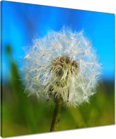 Vászonkép 50x50 Pitypang Virág Virágok