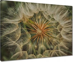 Vászonkép 80x60 Pitypang Virág Virágok