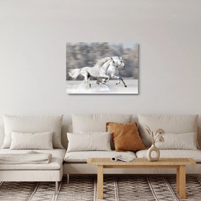 Üveg kép - Fehér lovak télen (70x50 cm)