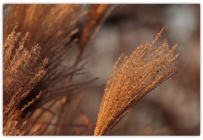 Kép - Cortaderia (90x60 cm)