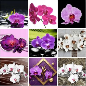 Kép szett 9x 50x50 Mix Orchideák