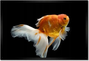 Poszterek keretben 60x40 Gyönyörű aranyhal fátyol