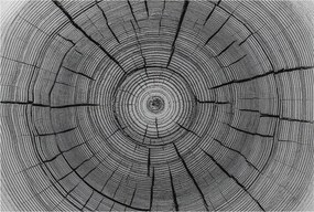 Dekoratív fotótapéta falra Könnyű összeszerelés Erdei harmónia 104x70 Ragasztó