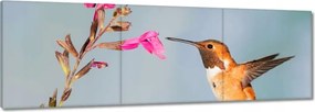 Vászonkép 150x50 Kolibri nektárt eszik