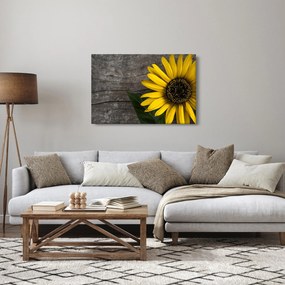 Kép - Napraforgó virága (90x60 cm)