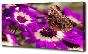 Egyedi vászonkép Pillangó a virágon oc-84885251
