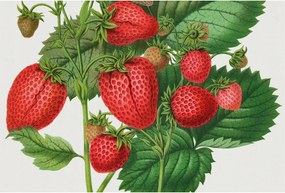 Dekoratív Fotótapéta Hálószobába Nyári gyümölcsök 104x70 Ragasztó