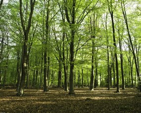 Poszter 50x40cm Tavaszi erdő