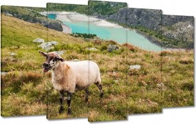 Vászonkép 100x60 Juh legeltetés Bárányok
