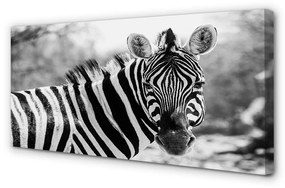 Canvas képek retro zebra 100x50 cm