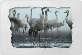 Poszterek 120x80 Darvak a ködben