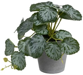 Műnövény (magasság 21,5 cm) Saxifraga – Ixia