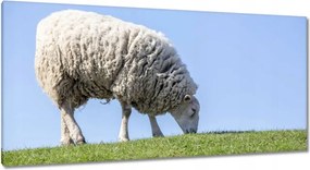 Képek 115x55 Bárány legeltetés közben