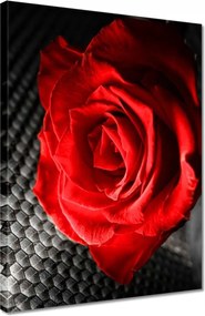 Vászonkép 30x40 Piros a szürkeség között