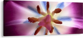 Kép - Tulipán virág részletesen (120x50 cm)