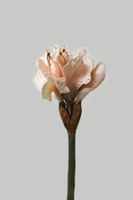 Lazac színű amaryllis (hölgyliliom)