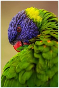 Poszterek 80x120 Papagájok Madarak