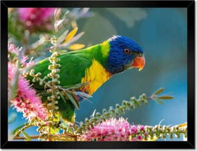 Poszterek keretben 40x30 Papagájok Madarak