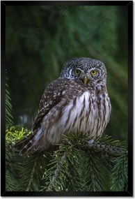 Poszterek keretben 40x60 Bagoly madár