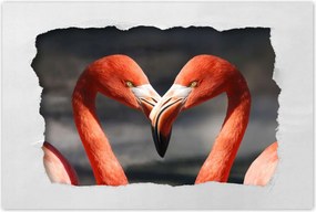 Poszterek 60x40 Szerelmes pelikánok