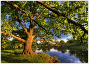 Poszterek 70x50 Tölgy a croissant-ban Nyugat