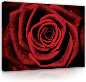 Vászonkép 80x60 Vörös rózsa makró közelkép szirmok szenvedély szerelem szépség