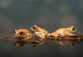 Fotográfia Marbled Reed Frog off to swim, Lillian King