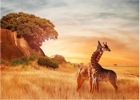 Kép - Zsiráfok Afrikában (üvegen) (70x50 cm)