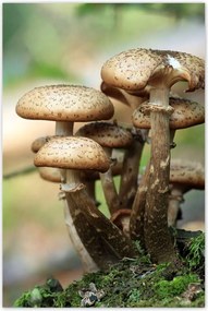 Poszterek 60x90 Gomba az erdĆben KözelkĂ©p