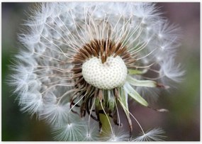 Poszterek 100x70 Pitypang Virág Virágok