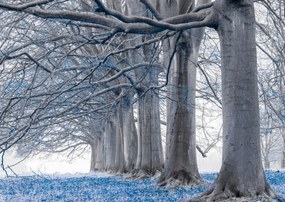 Poszter 84x59,5cm Fák egy sorban Kék levelek, Assaf Frank