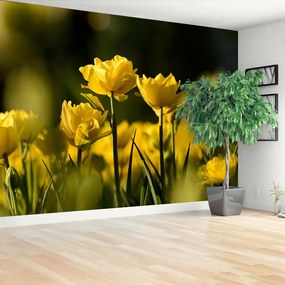 Fotótapéta sárga tulipán 104x70 cm