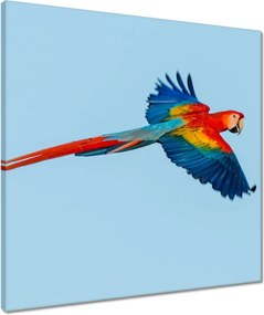Vászonkép 50x50 Papagájok Madarak