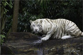 Kép - albínó tigris (90x60 cm)