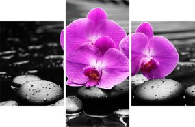 Kép - Lila orchideák (90x60 cm)