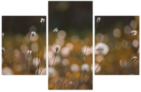 Kép - Gyapotfűvel borított rét N⁰2 (90x60 cm)