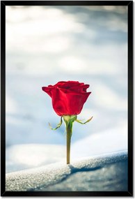 Poszterek keretben 40x60 Rózsa Virág Virágok Rózsa