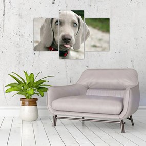 Kép - weimaraner kölyökkutya (90x60 cm)