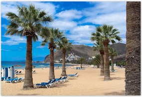 Poszterek 155x105 Nagy pálmafák a tengerparton