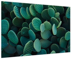Kép - Opuntia (90x60 cm)