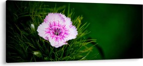 Rózsaszín virág képe (120x50 cm)