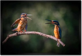 Poszterek keretben 60x40 Madarak
