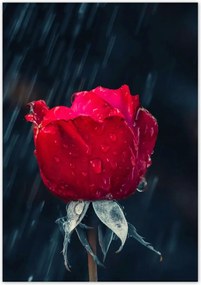 Poszterek 70x100 Rózsa Virág Virágok Rózsa