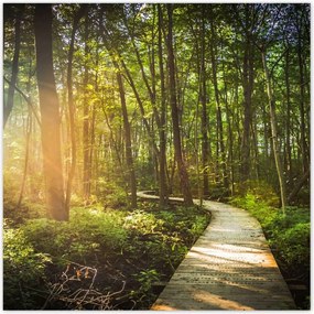Poszterek 100x100 Napsugár a sétán