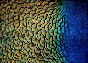 Üveg kép - Pávatollak (70x50 cm)