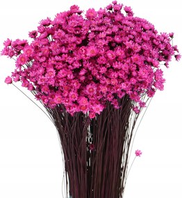 Szárított Glixia sötét rózsaszín csokor szárított virágok váza