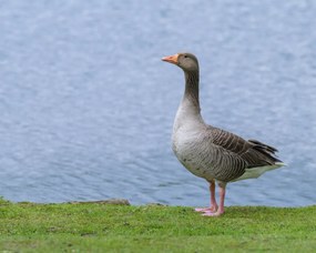 Poszter 50x40cm Liba a víz felett, Assaf Frank