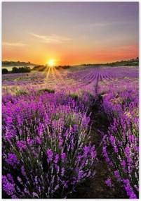 Poszterek 70x100 Levendula rét