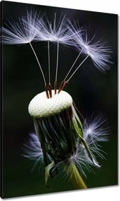 Vászonkép 70x100 Pitypang Virág Virágok